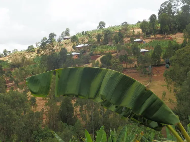  በእኖር ወረዳ በአብርር ቀበሌ ገበሬ ማሃበር ይረቭርካ አረቆጨ ዩሪዳ  ቀሪ ቃያ።/በእኖር ወረዳ በአብርር ቀበሌ ገበሬ ማሃበር የሚገኝ አረቆጨ የሚባል ትንሽዬ መንደር።/The small street of Arekoche found within the inor village